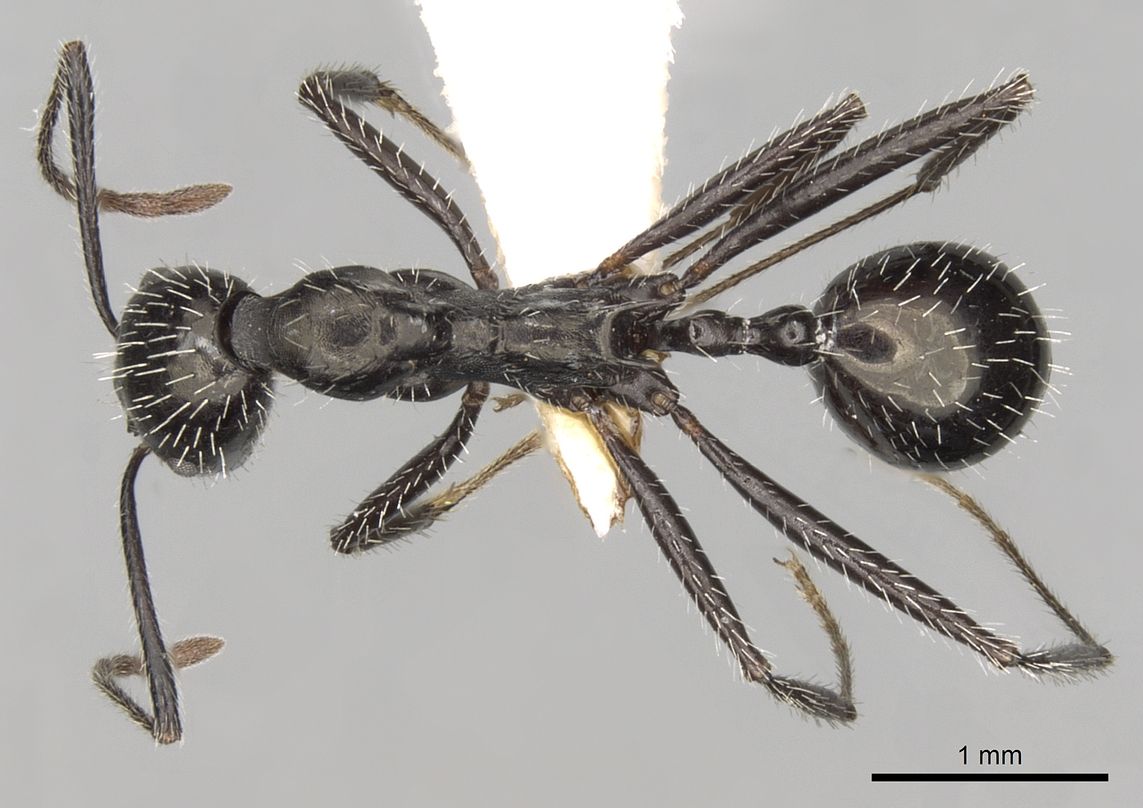 Aphaenogaster spinosa, vista dorsale