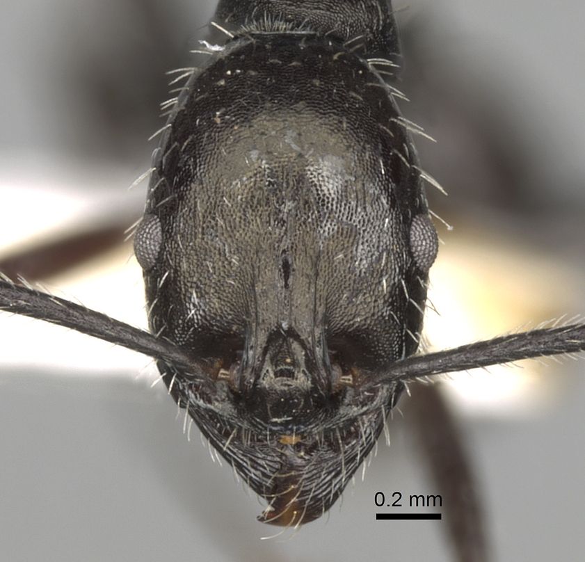 Aphaenogaster spinosa