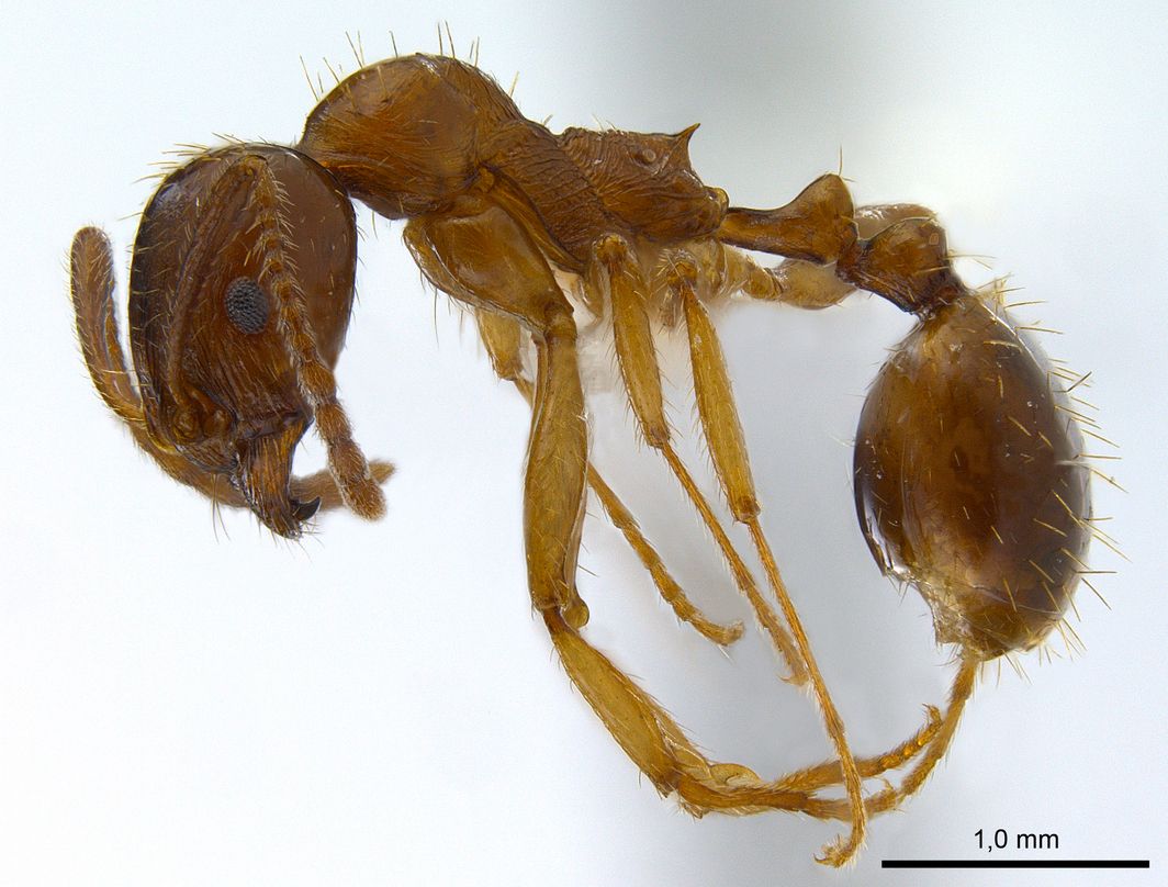 Aphaenogaster subterranea, vista laterale (profilo)