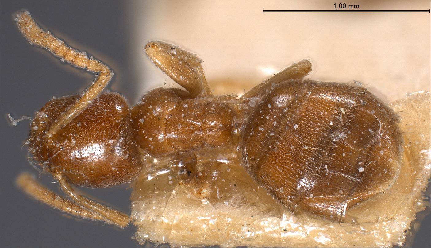 Bothriomyrmex sp., vista dorsale