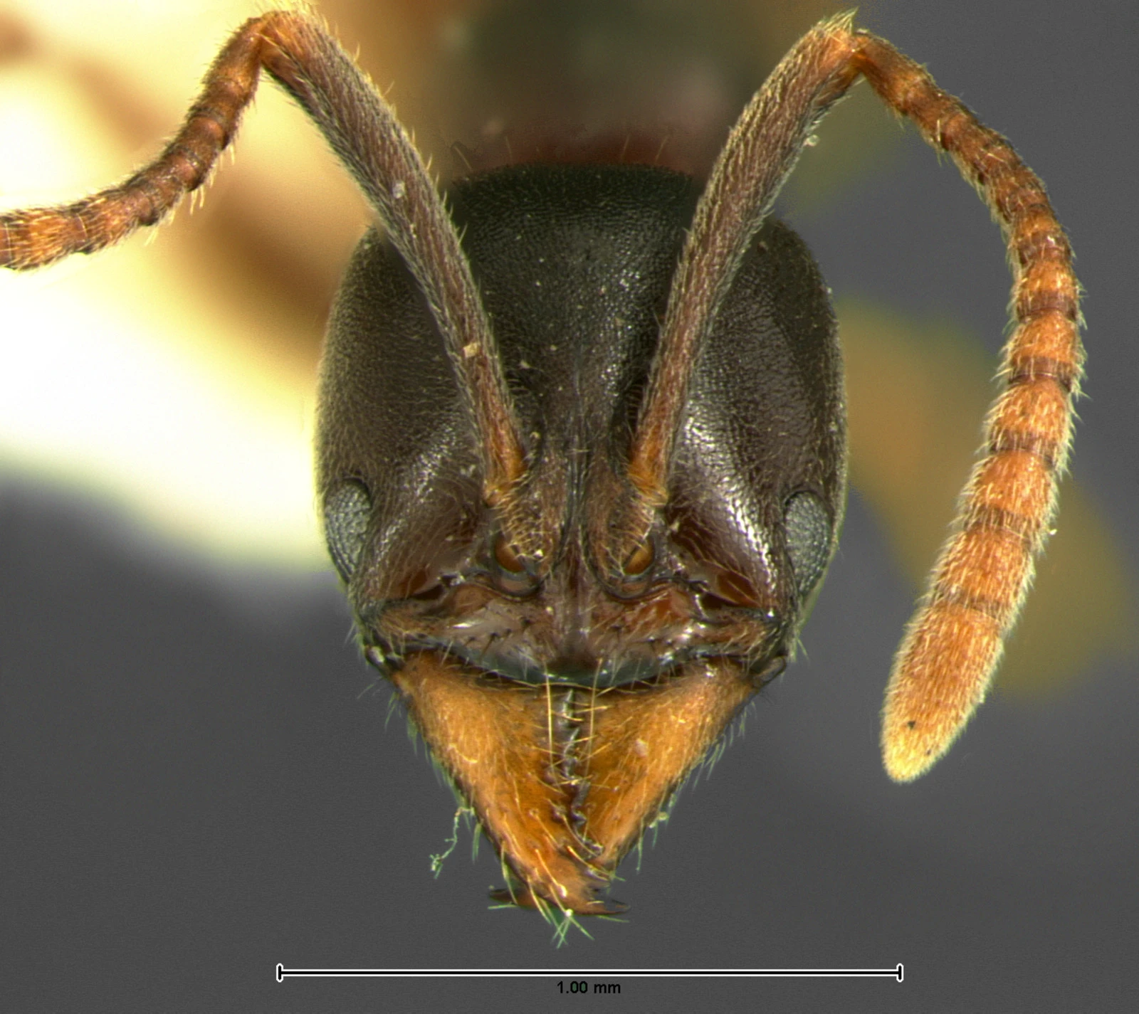 Brachyponera chinensis