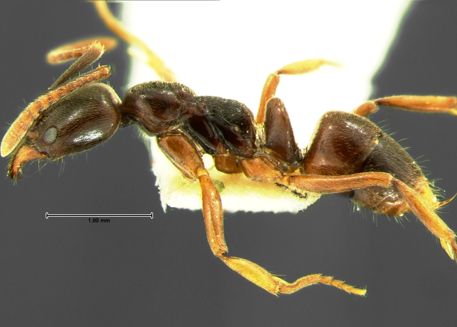 Brachyponera chinensis, vista laterale (profilo)