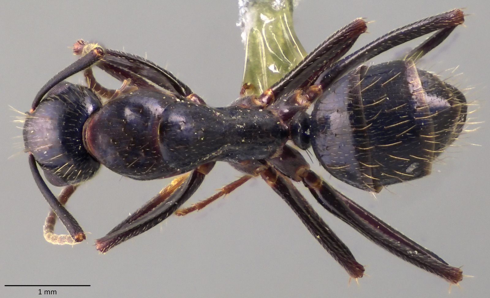 Camponotus aethiops, vista dorsale