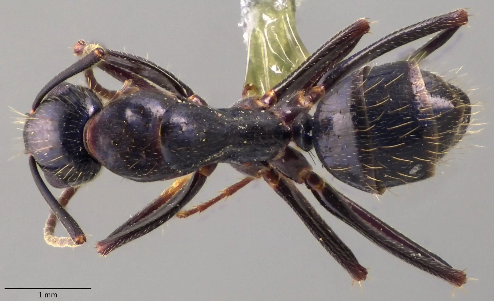 Camponotus aethiops, vista dorsale