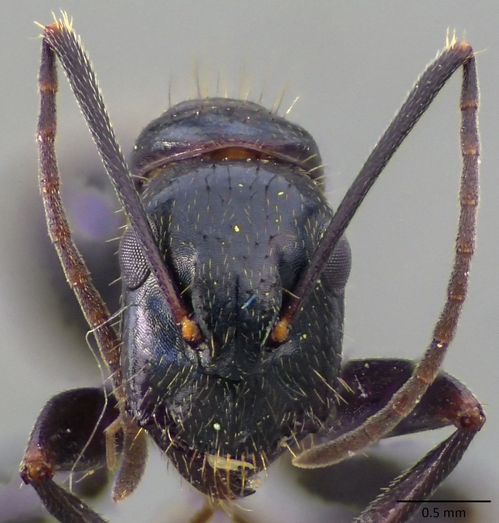 Camponotus aethiops