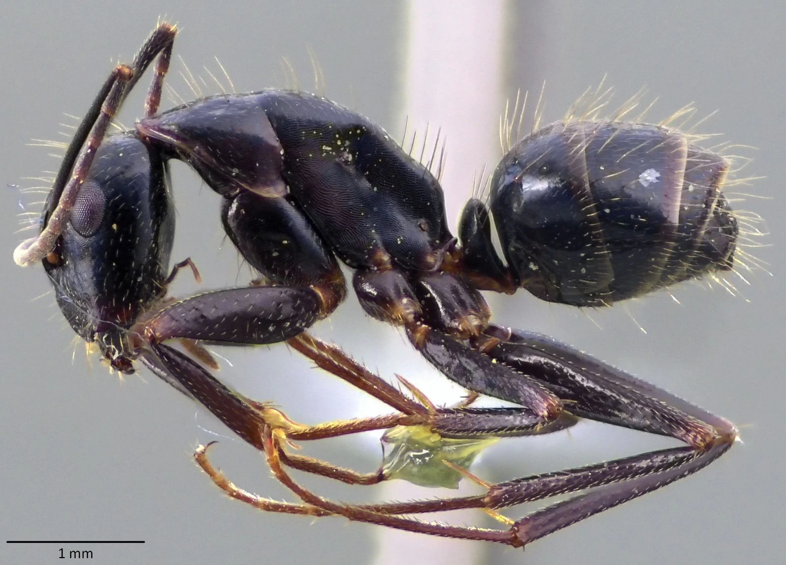 Camponotus aethiops, vista laterale (profilo)