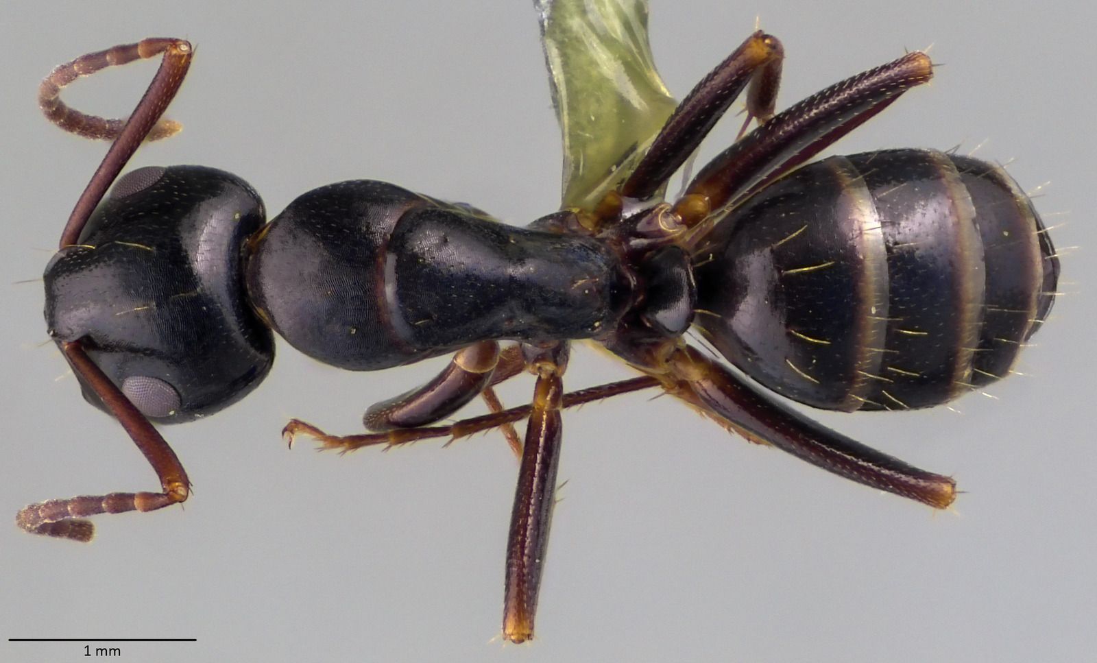Camponotus fallax, vista dorsale