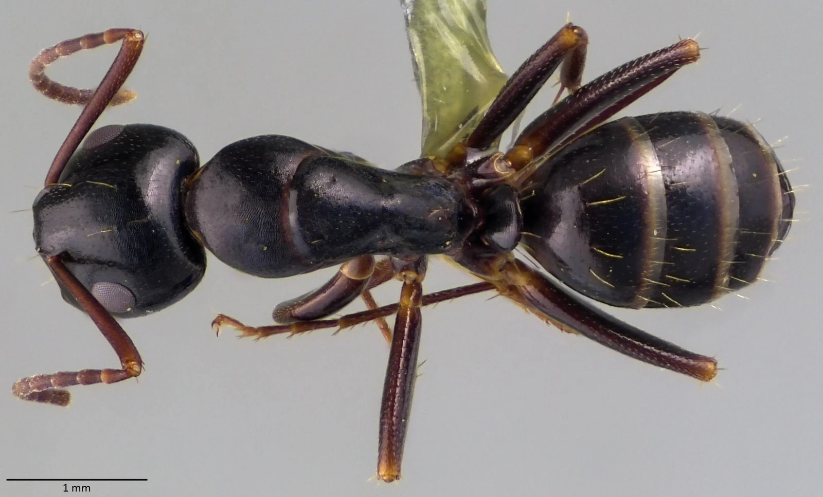 Camponotus fallax, vista dorsale