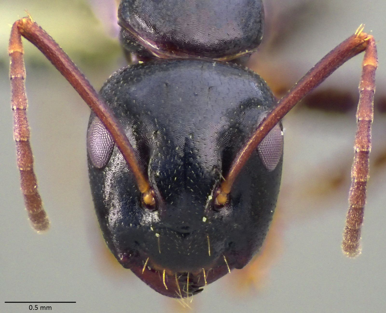 Camponotus fallax