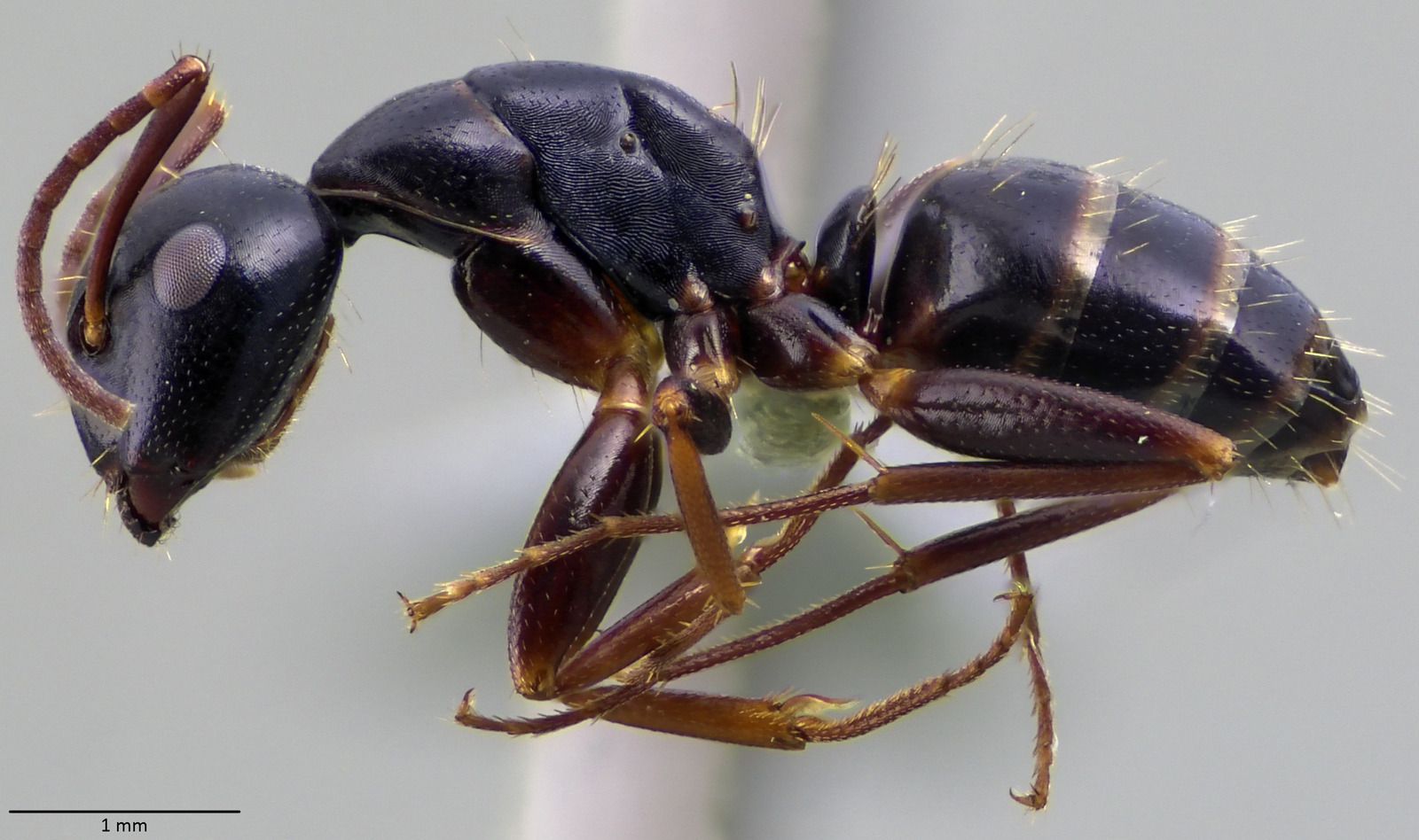 Camponotus fallax, vista laterale (profilo)