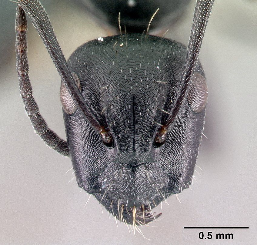 Camponotus gestroi
