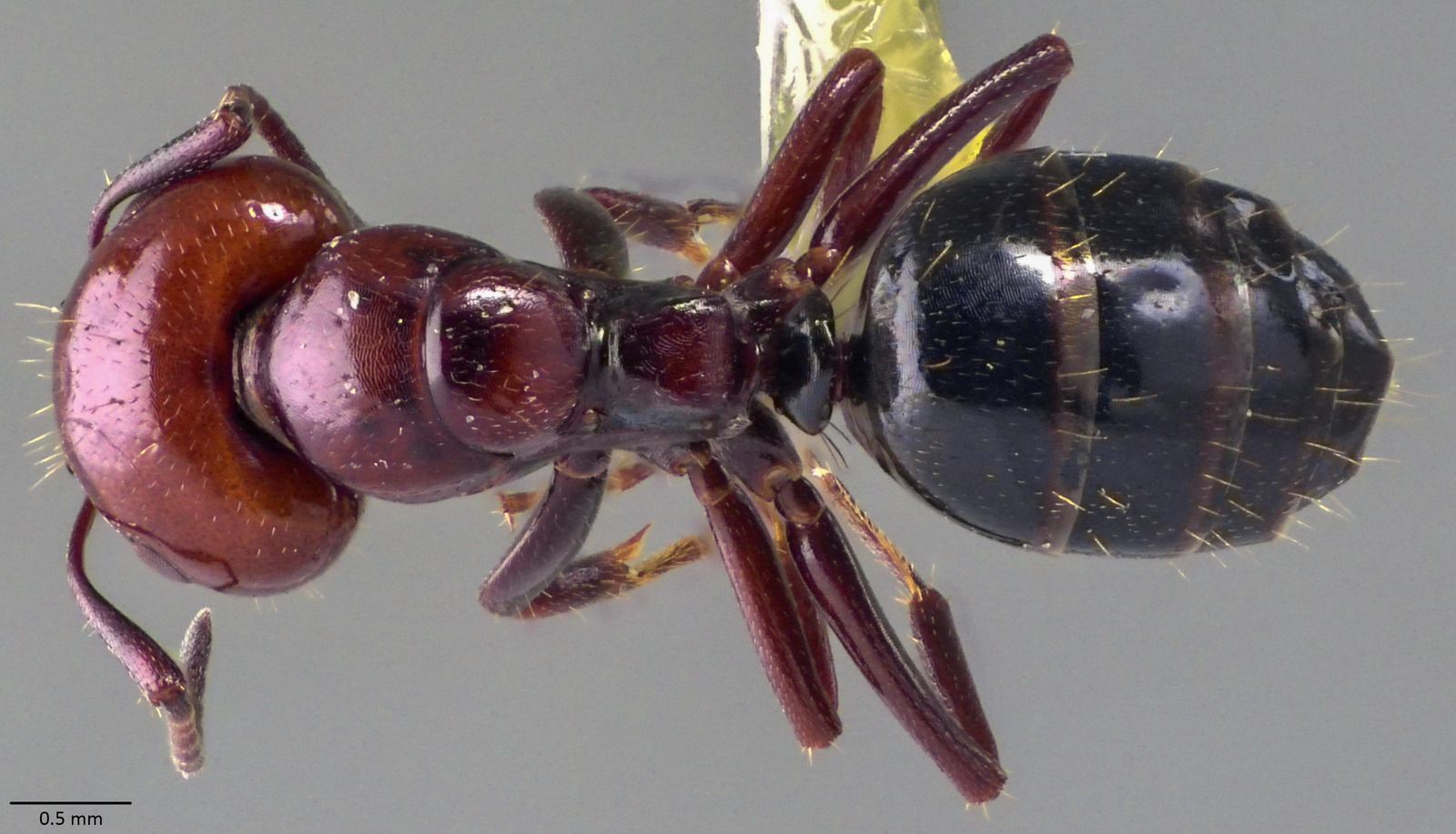 Camponotus lateralis, vista dorsale