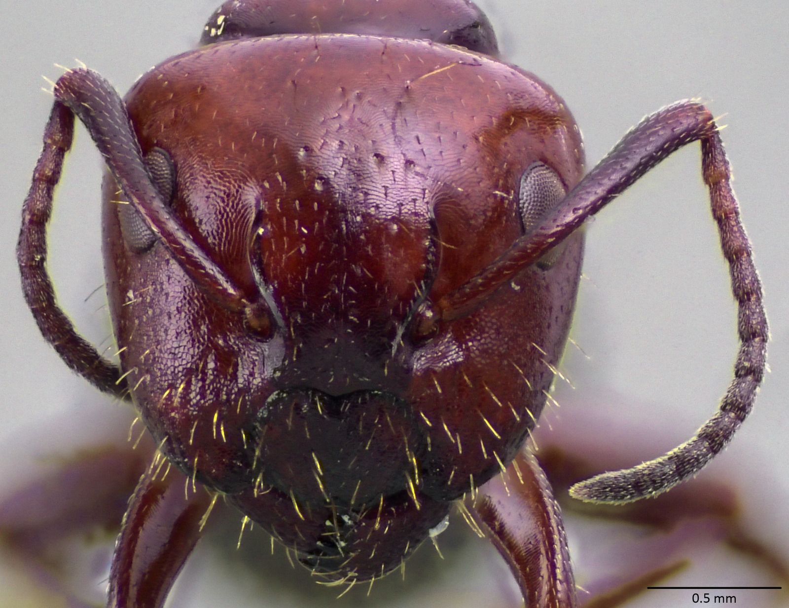 Camponotus lateralis