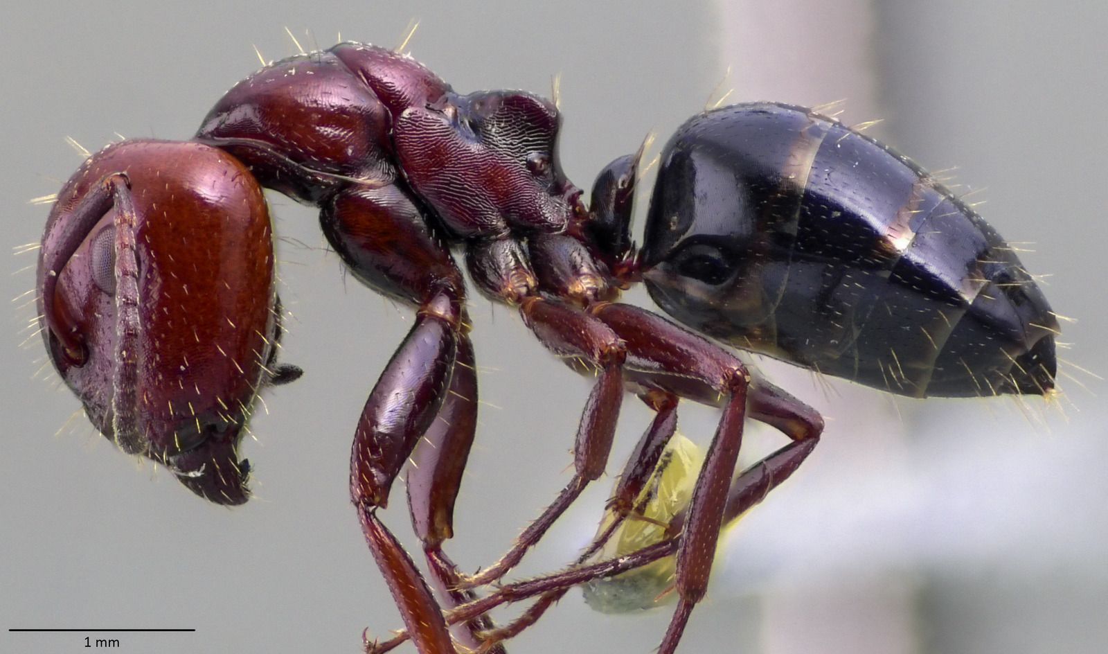 Camponotus lateralis, vista laterale (profilo)