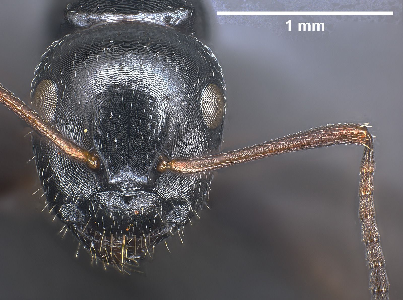 Camponotus piceus