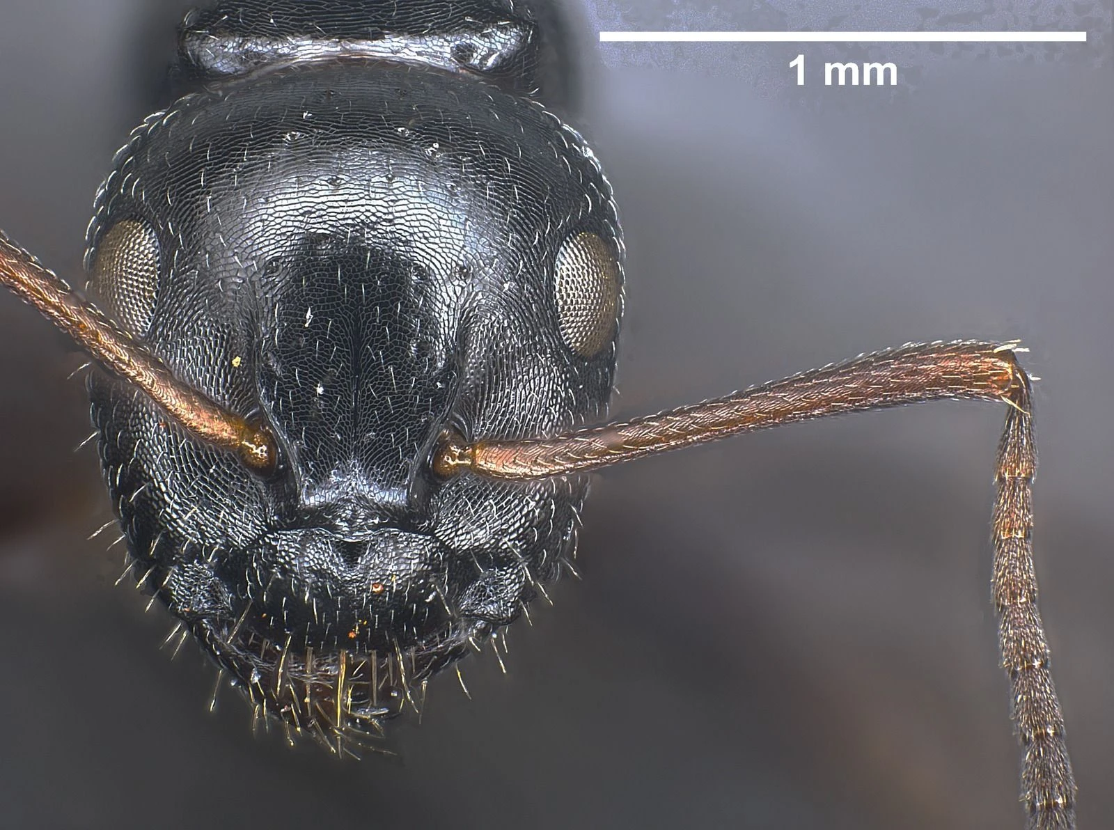 Camponotus piceus