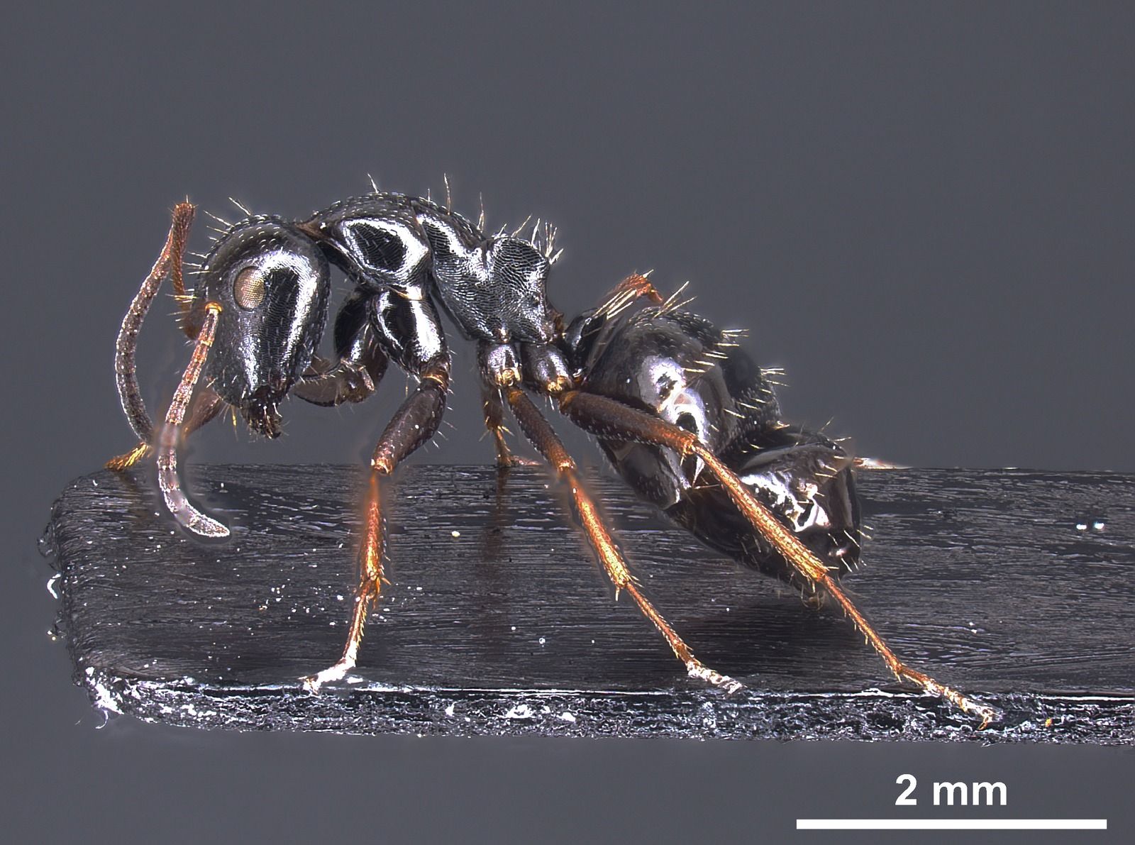 Camponotus piceus, vista laterale (profilo)