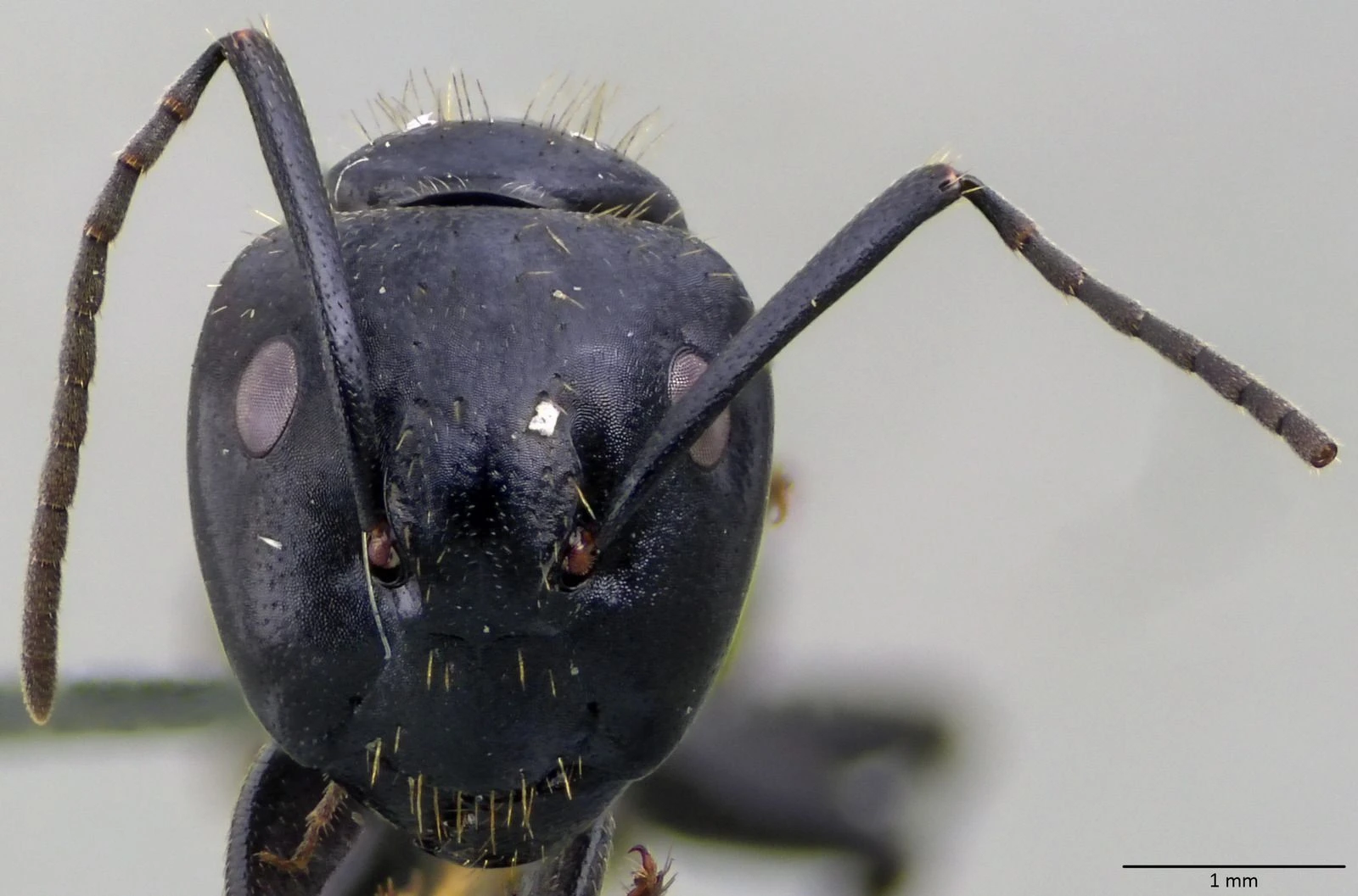 Camponotus vagus
