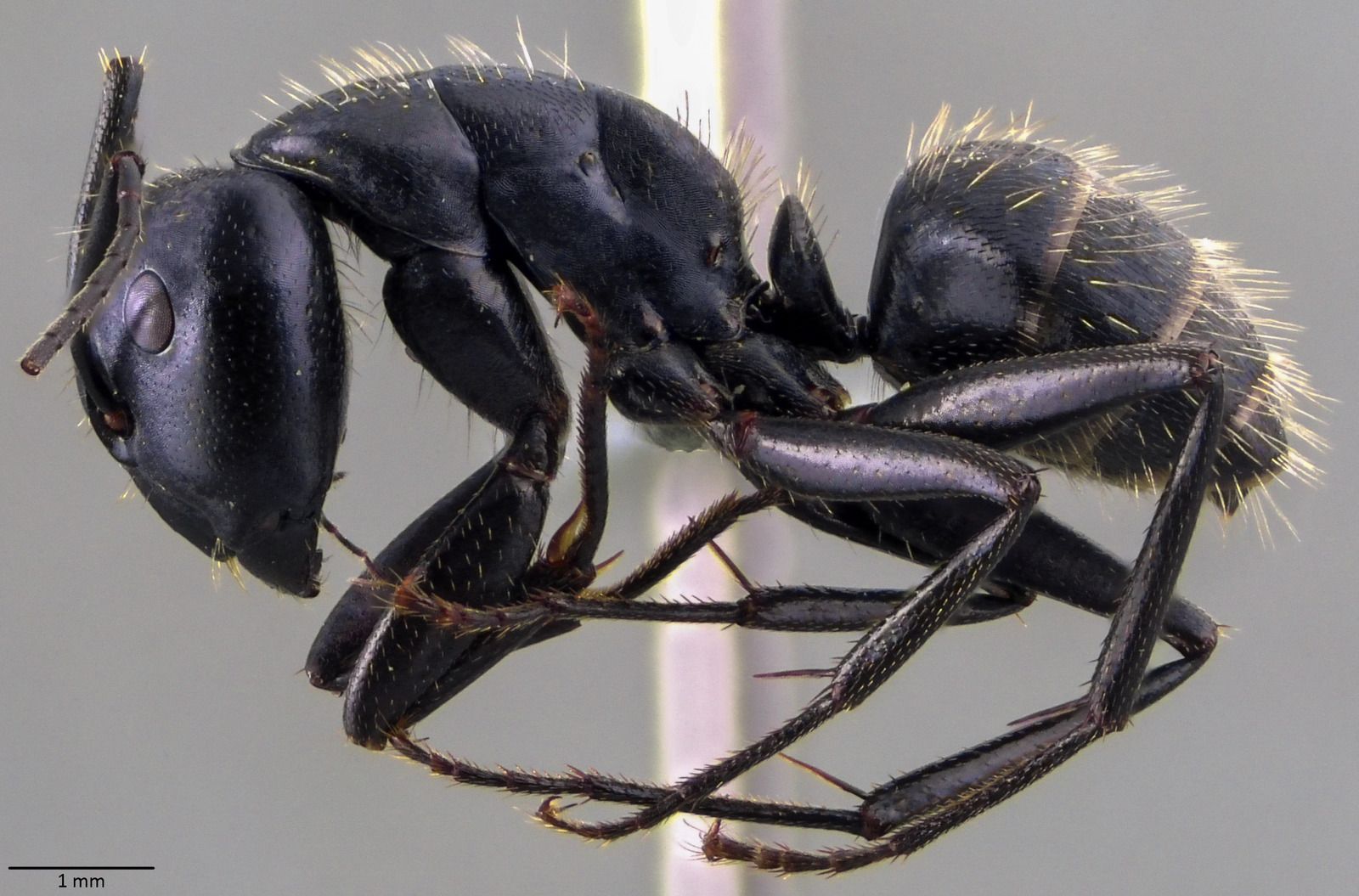 Camponotus vagus, vista laterale (profilo)