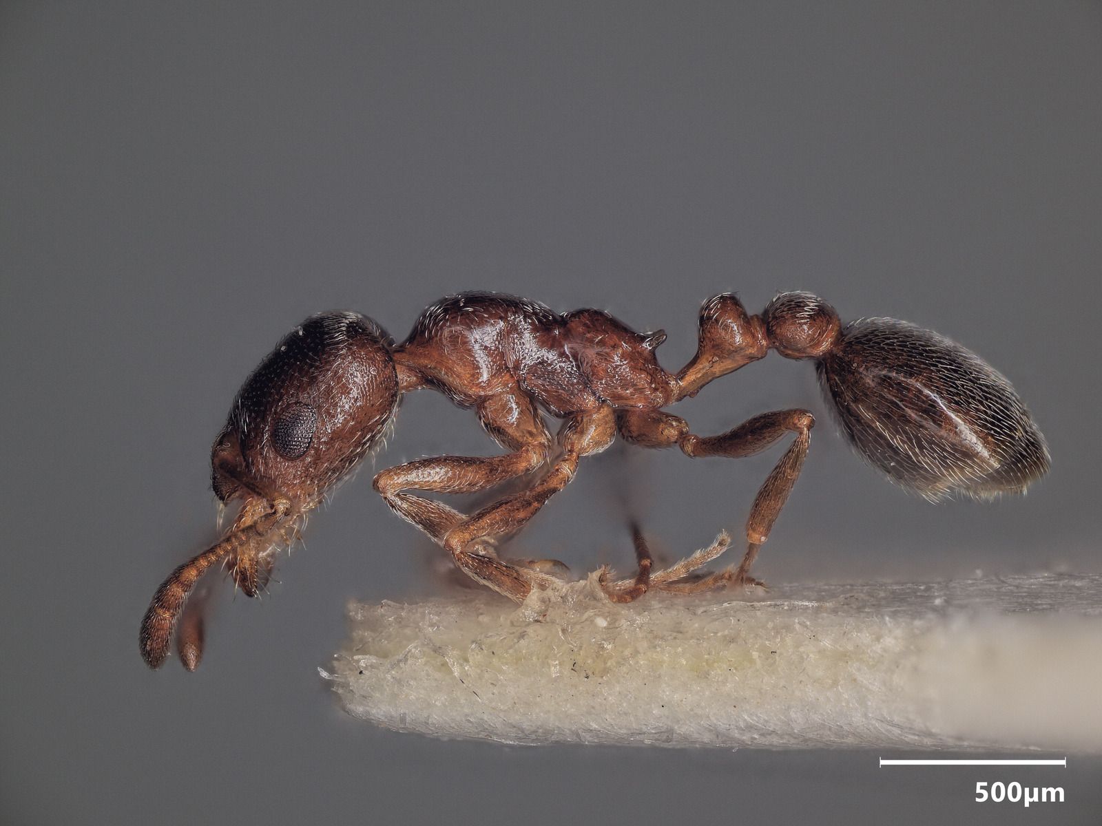 Cardiocondyla elegans, vista laterale (profilo)