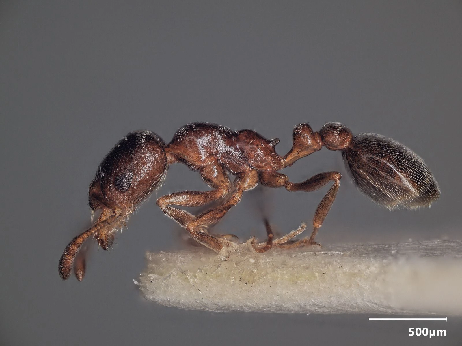Cardiocondyla elegans, vista laterale (profilo)