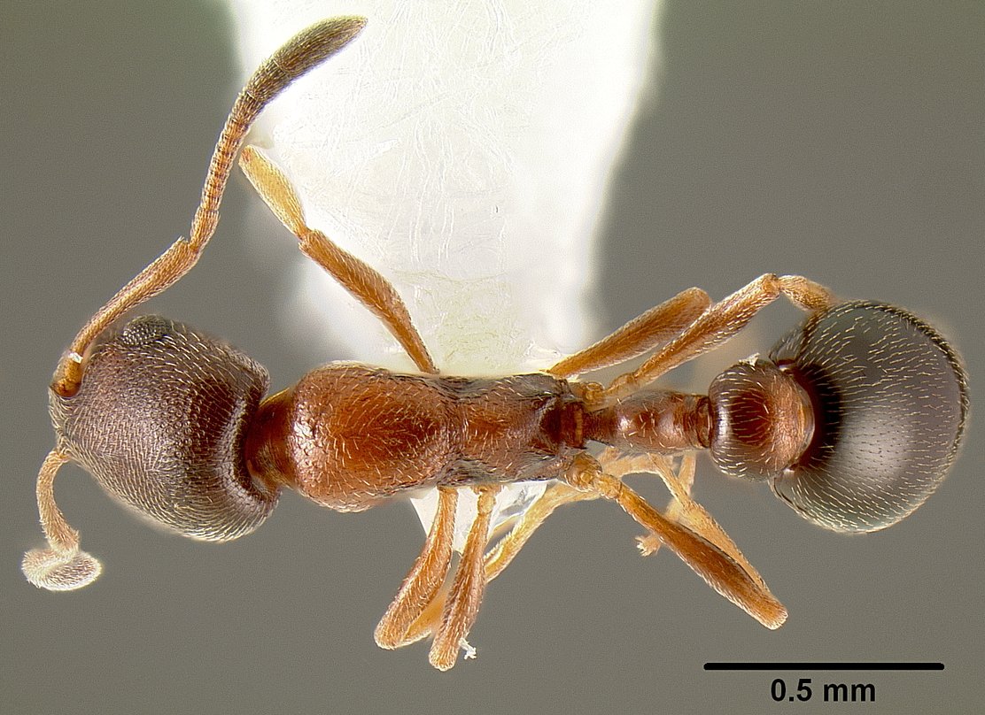 Cardiocondyla nuda, vista dorsale