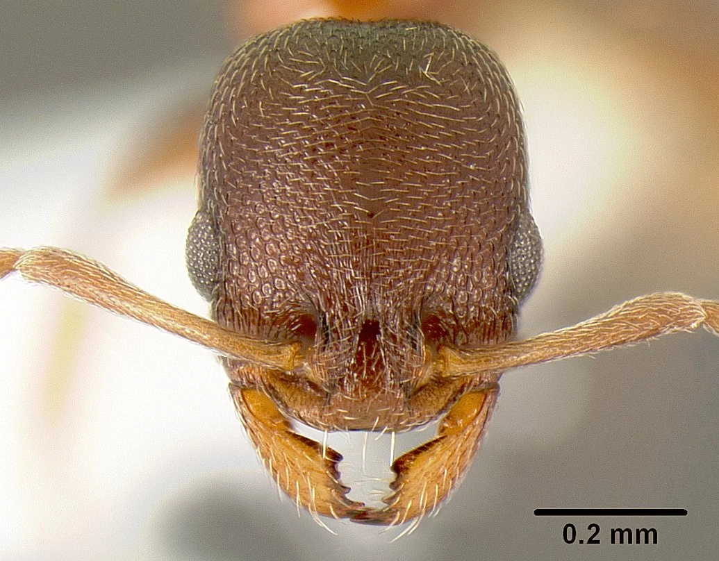 Cardiocondyla nuda
