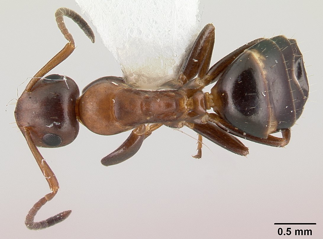 Colobopsis truncata, vista dorsale