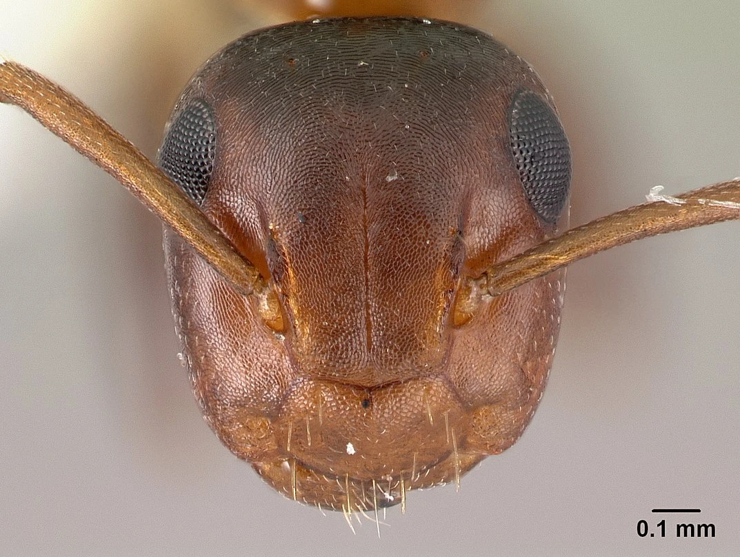 Colobopsis truncata