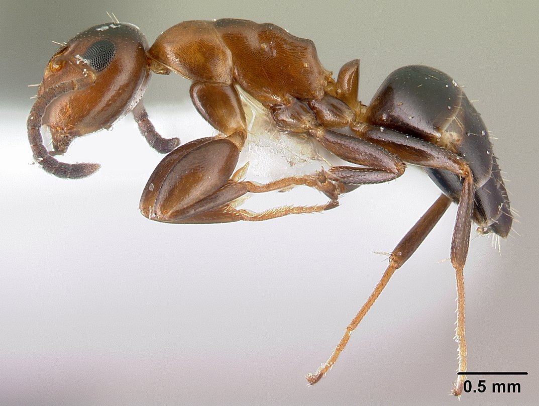 Colobopsis truncata, vista laterale (profilo)