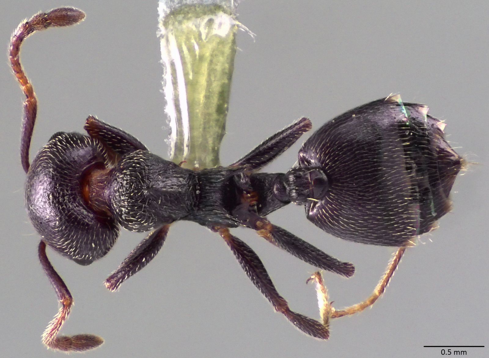 Crematogaster scutellaris, vista dorsale