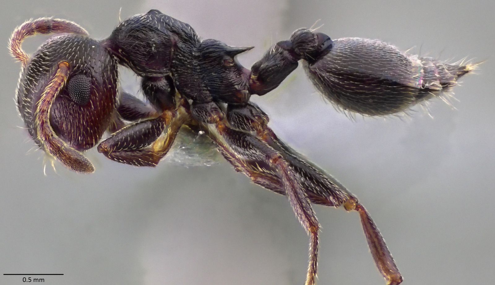 Crematogaster scutellaris, vista laterale (profilo)