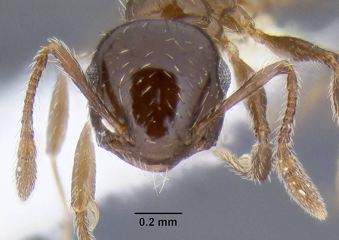 Crematogaster sordidula