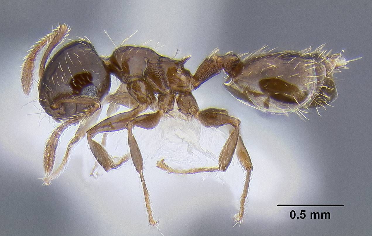 Crematogaster sordidula, vista laterale (profilo)