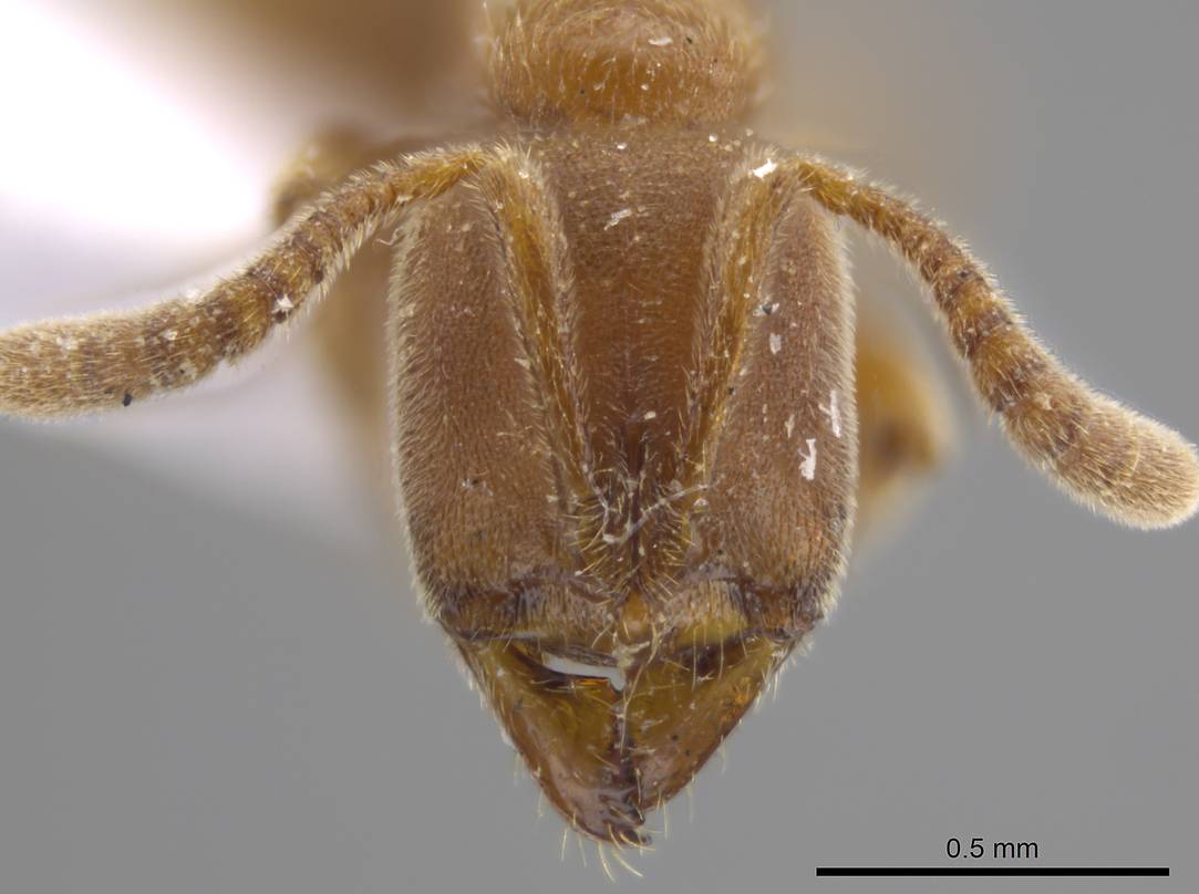 Cryptopone ochraceum