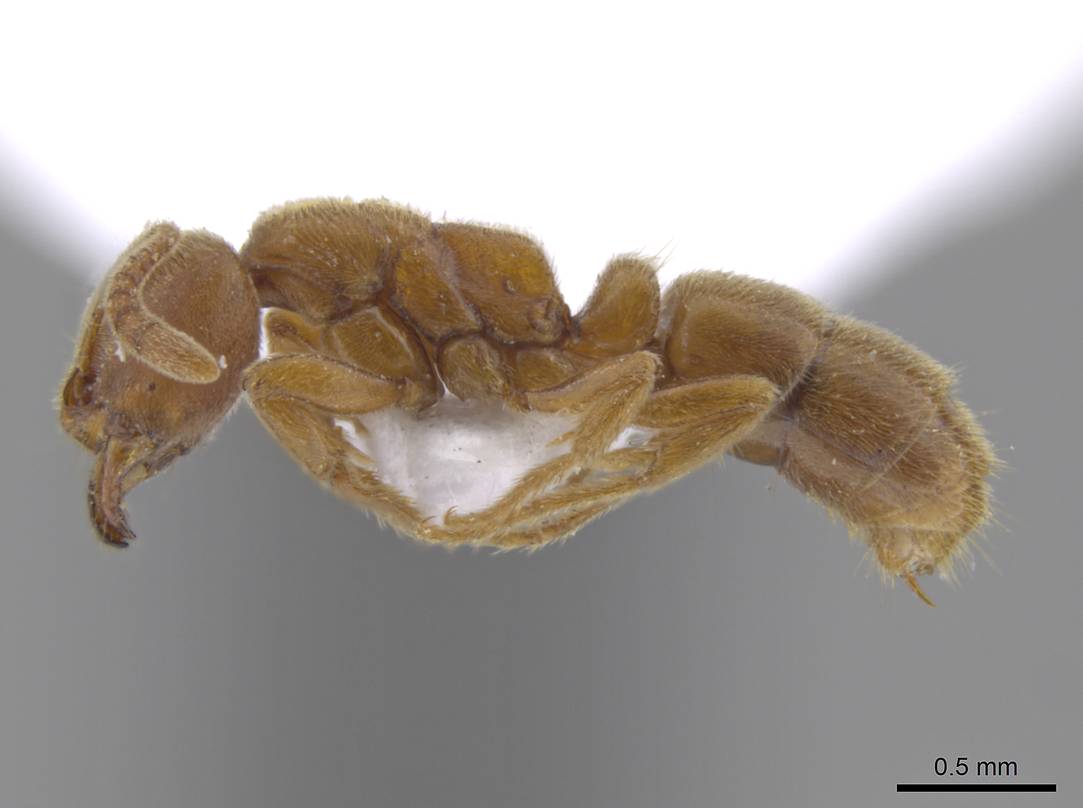 Cryptopone ochraceum, vista laterale (profilo)