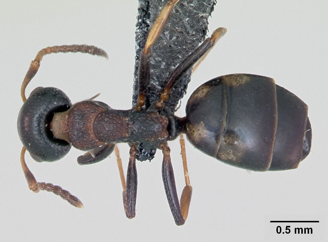 Dolichoderus quadripunctatus, vista dorsale