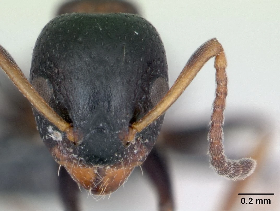 Dolichoderus quadripunctatus