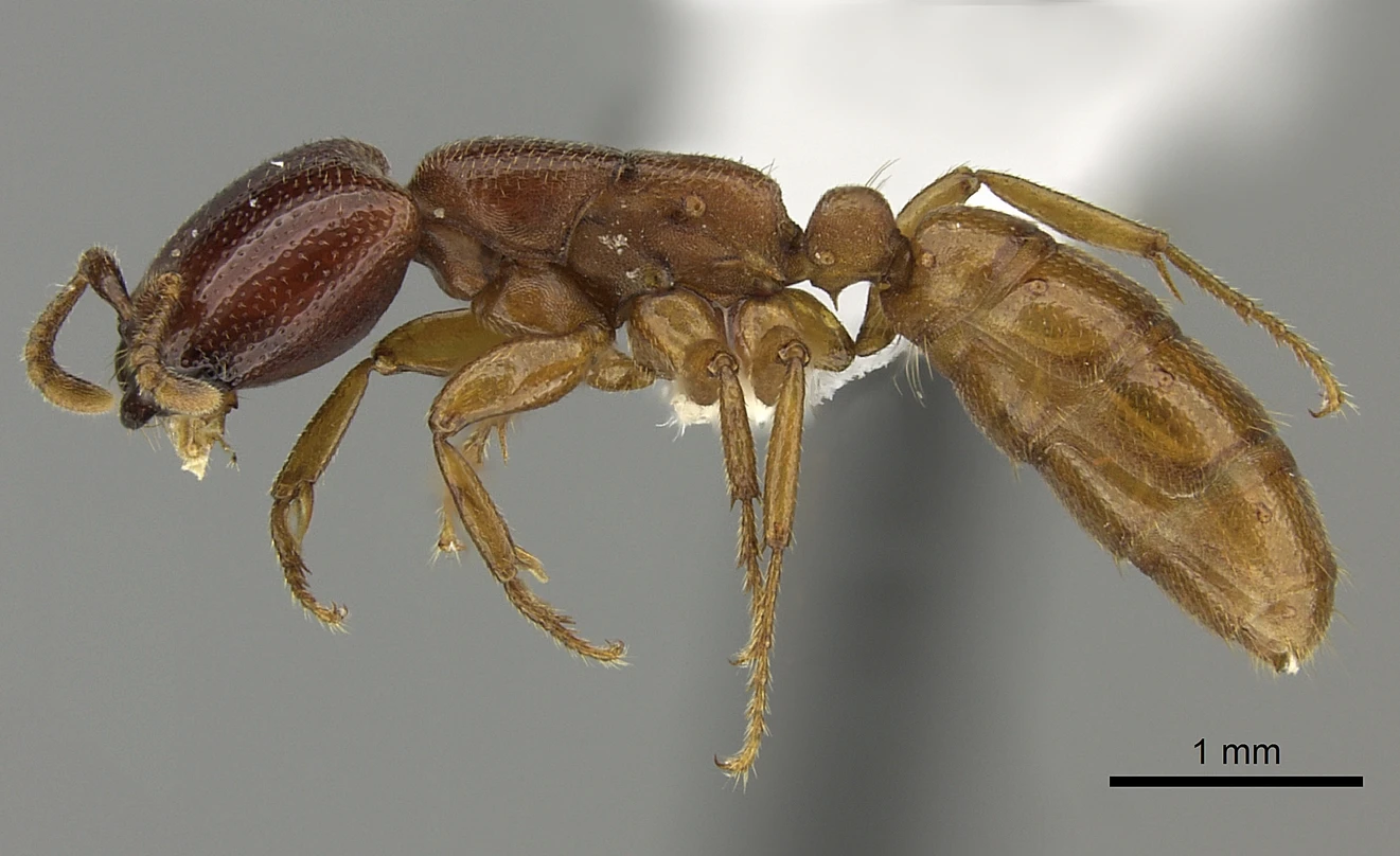 Dorylus fulvus, vista laterale (profilo)