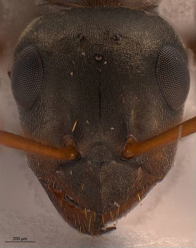 Formica cunicularia