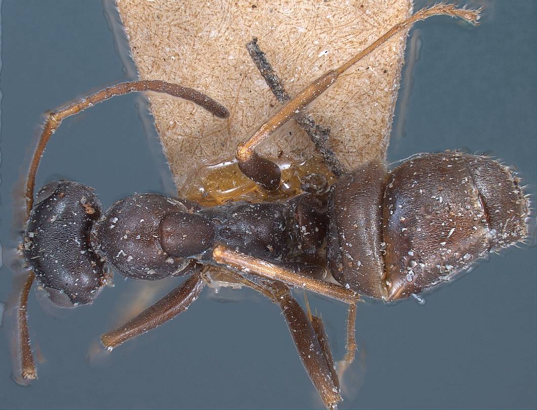 Formica gagates, vista dorsale