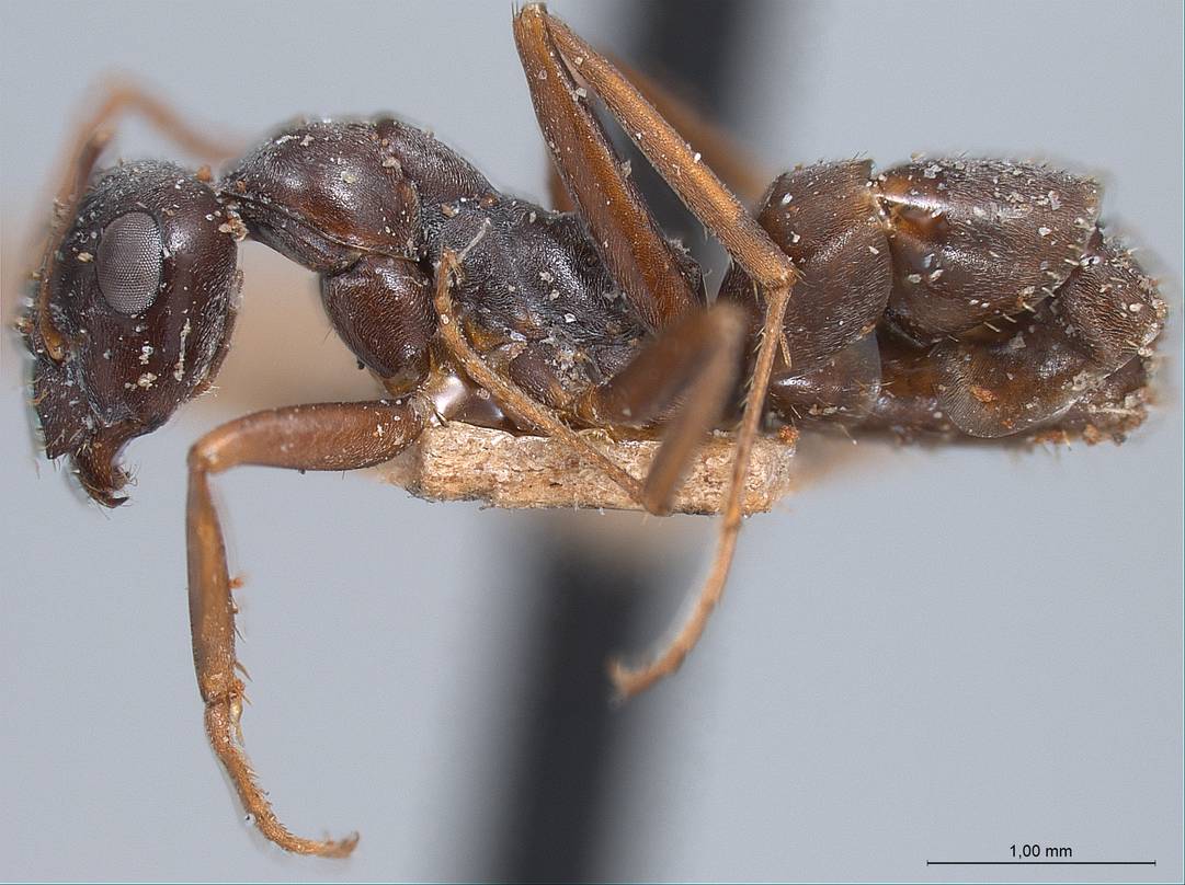 Formica gagates, vista laterale (profilo)