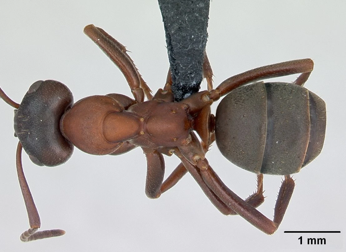 Formica sanguinea, vista dorsale