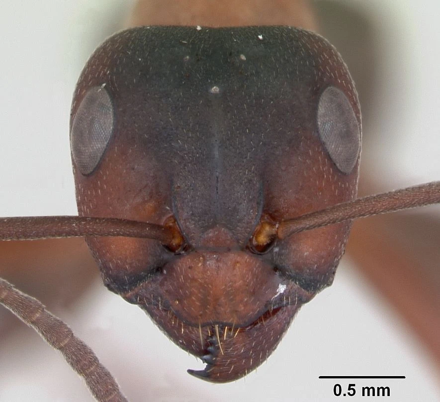 Formica sanguinea