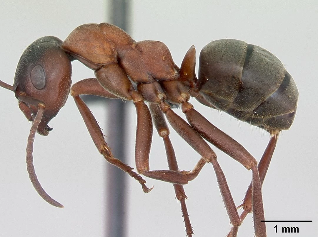 Formica sanguinea, vista laterale (profilo)