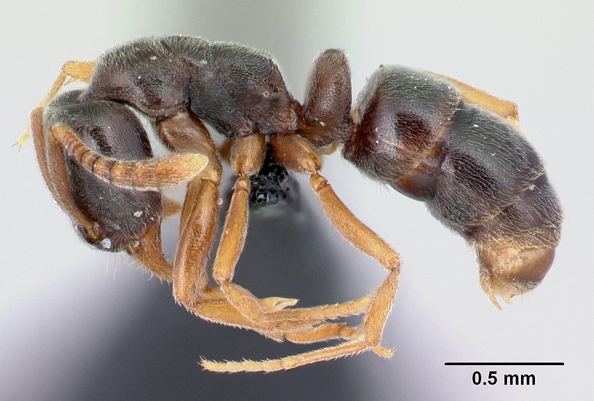 Hypoponera eduardi, vista laterale (profilo)