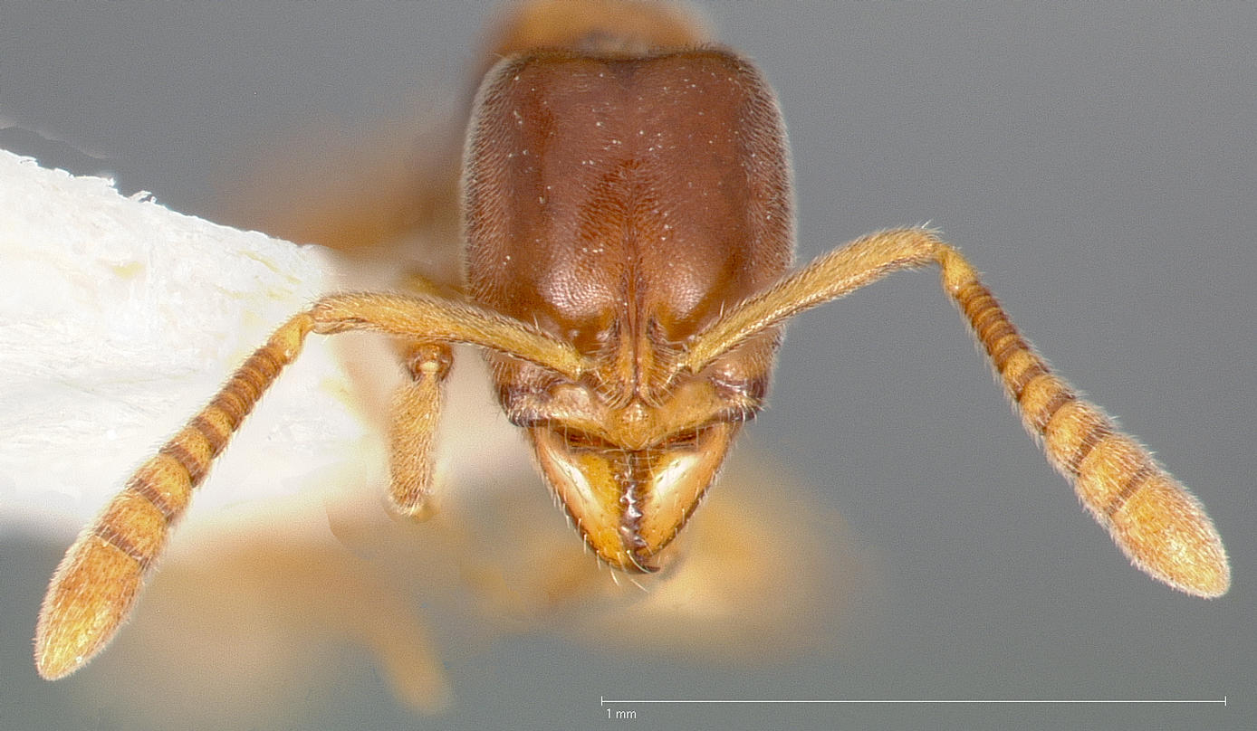 Hypoponera punctatissima