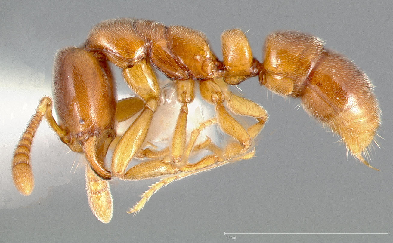 Hypoponera punctatissima, vista laterale (profilo)