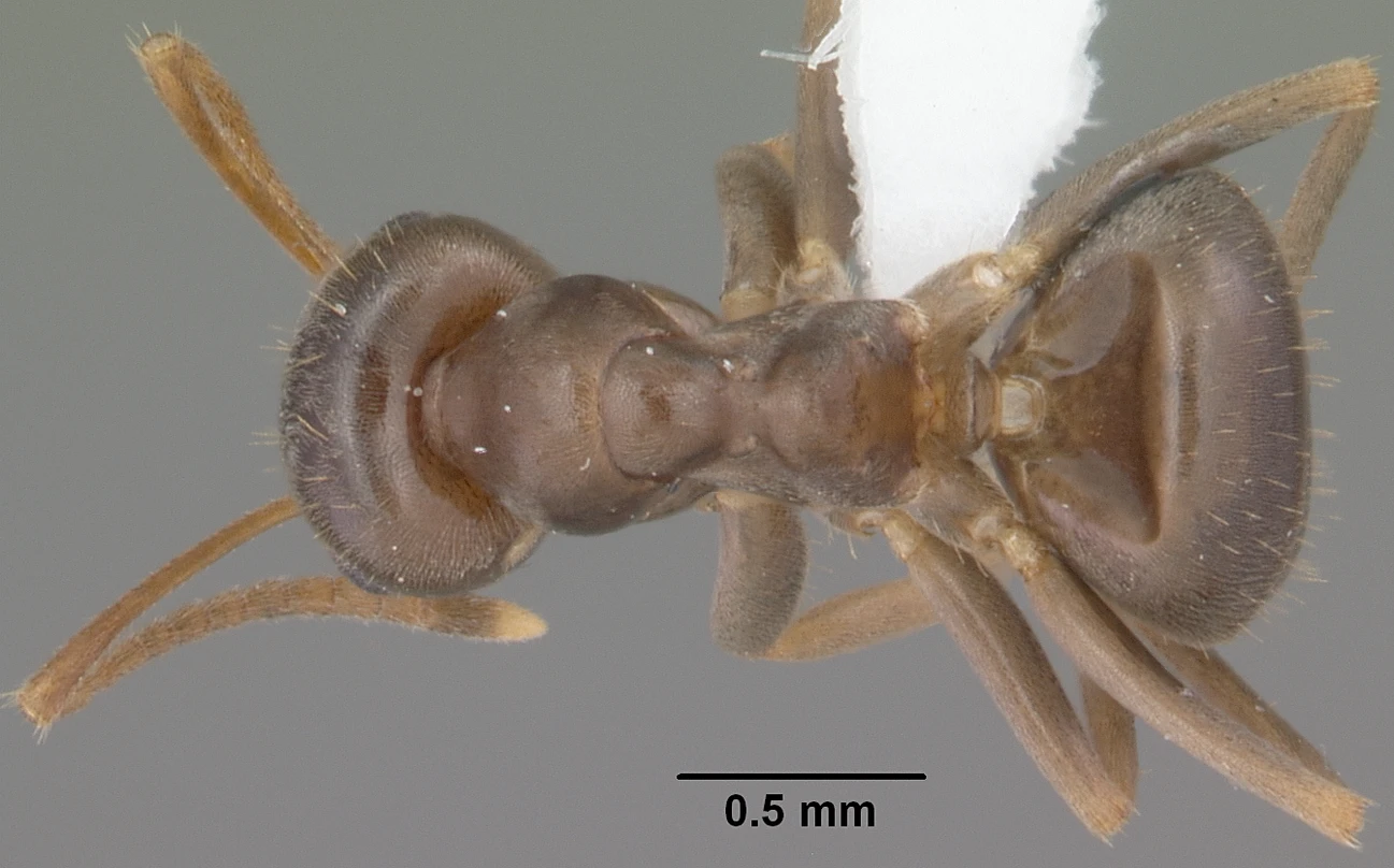 Lasius alienus, vista dorsale