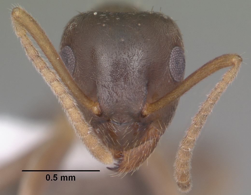 Lasius alienus